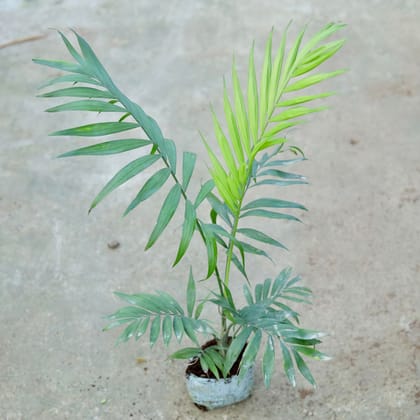 Buy Chameadorea Palm In 6 Inch Nursery bag Online | Urvann.com