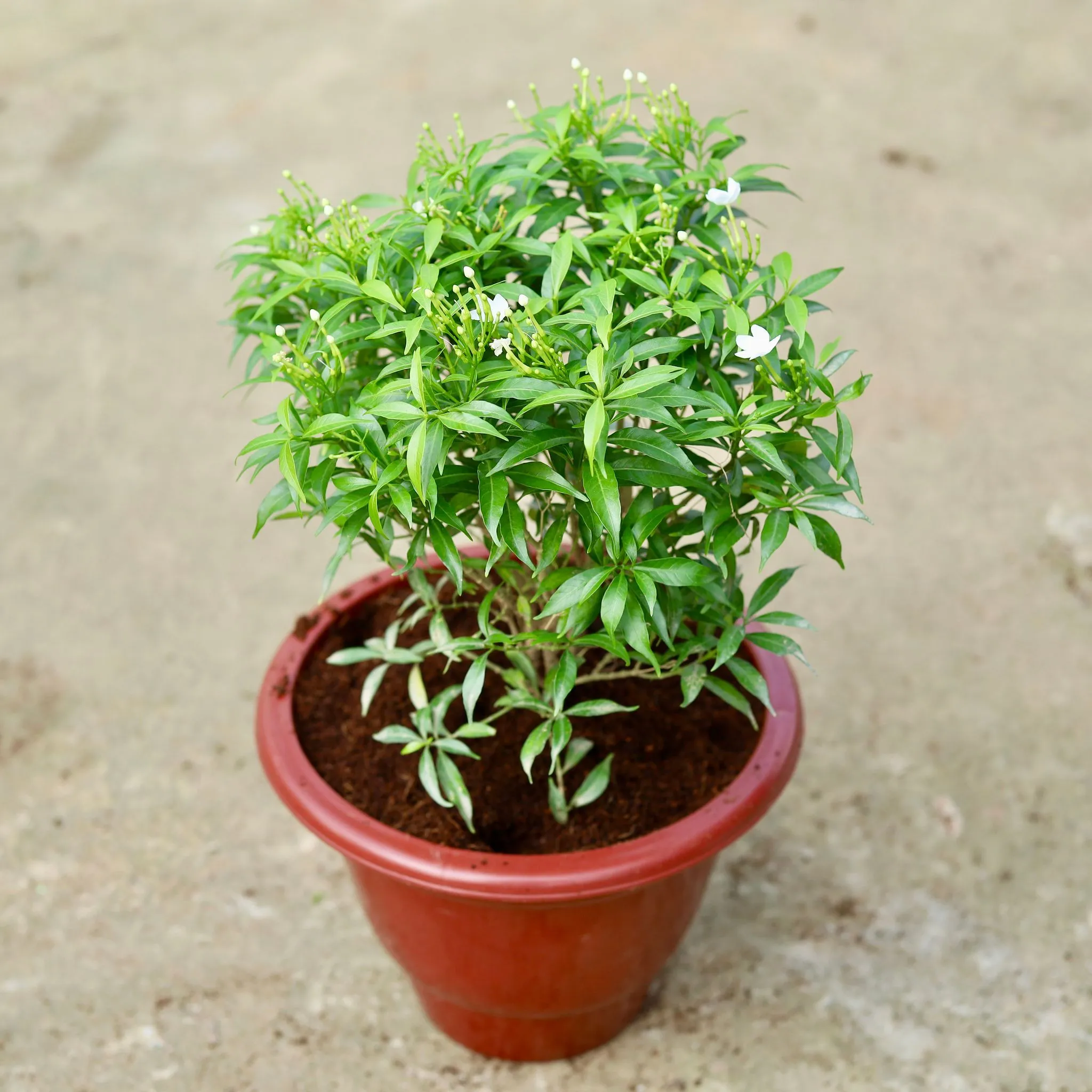 Chandni White in 10 Inch Classy Red Plastic Pot
