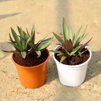 Buy Set of 2 - Rhoeo / Durangi In 6 Inch Red & White Nursery Pot Online | Urvann.com