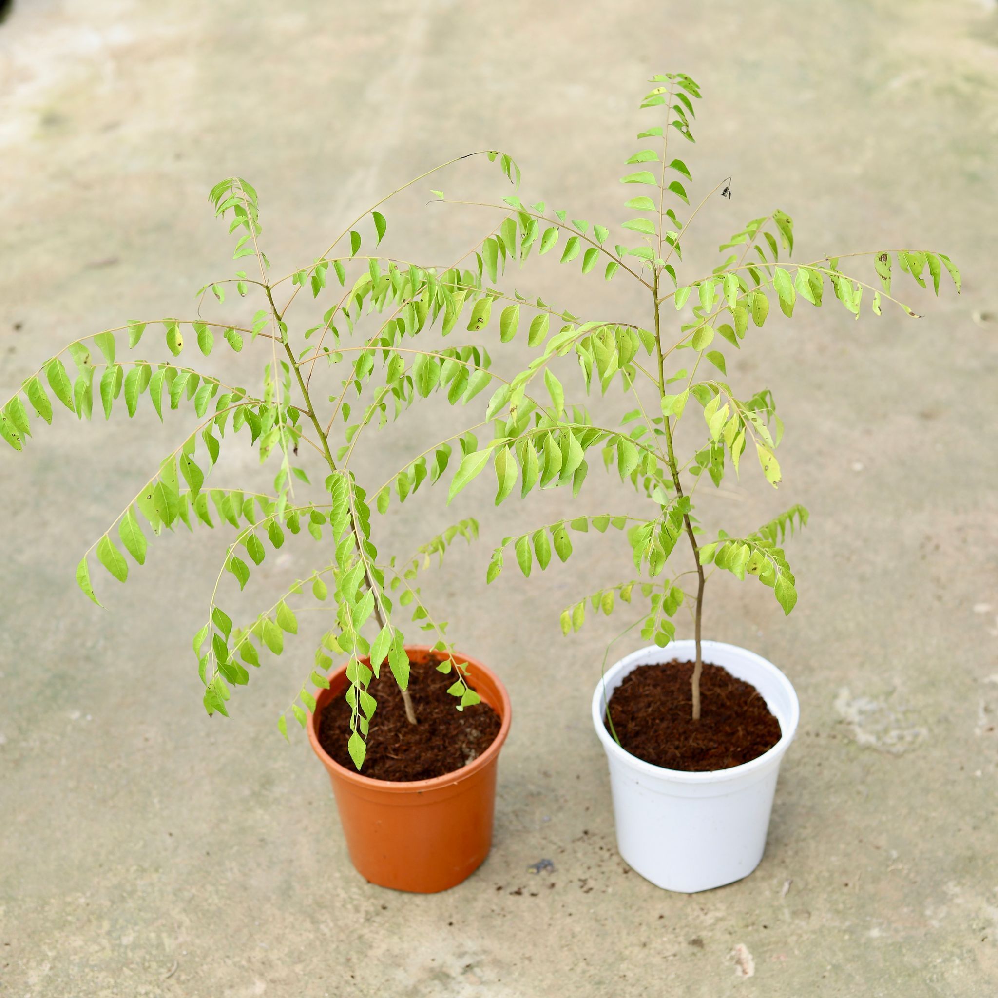 Set of 2 - Curry Patta in 6 Inch Red & White Nursery Pot