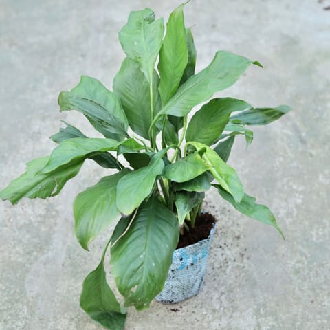 Peace Lily Bushy (any colour) in 8 Inch Nursery bag