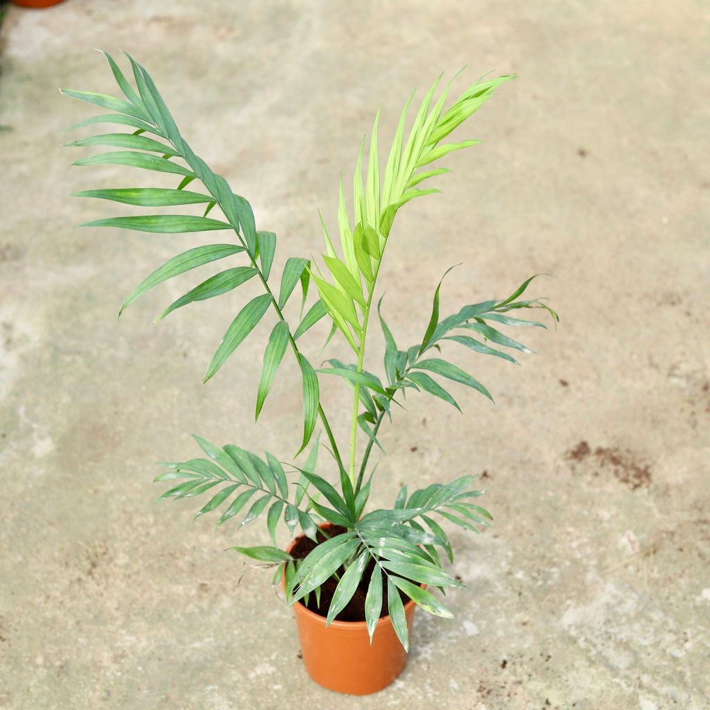 Buy Chameadorea Palm In 6 Inch Red Nursery Pot Online | Urvann.com Chameadorea Palm in 6 Inch Red Nursery Pot