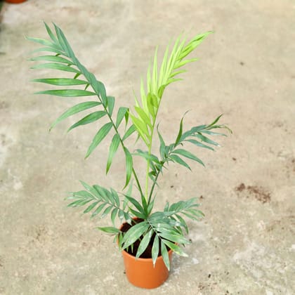 Buy Chameadorea Palm In 6 Inch Red Nursery Pot Online | Urvann.com