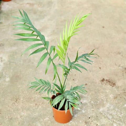 Chameadorea Palm in 6 Inch Live Plant Red Nursery Pot