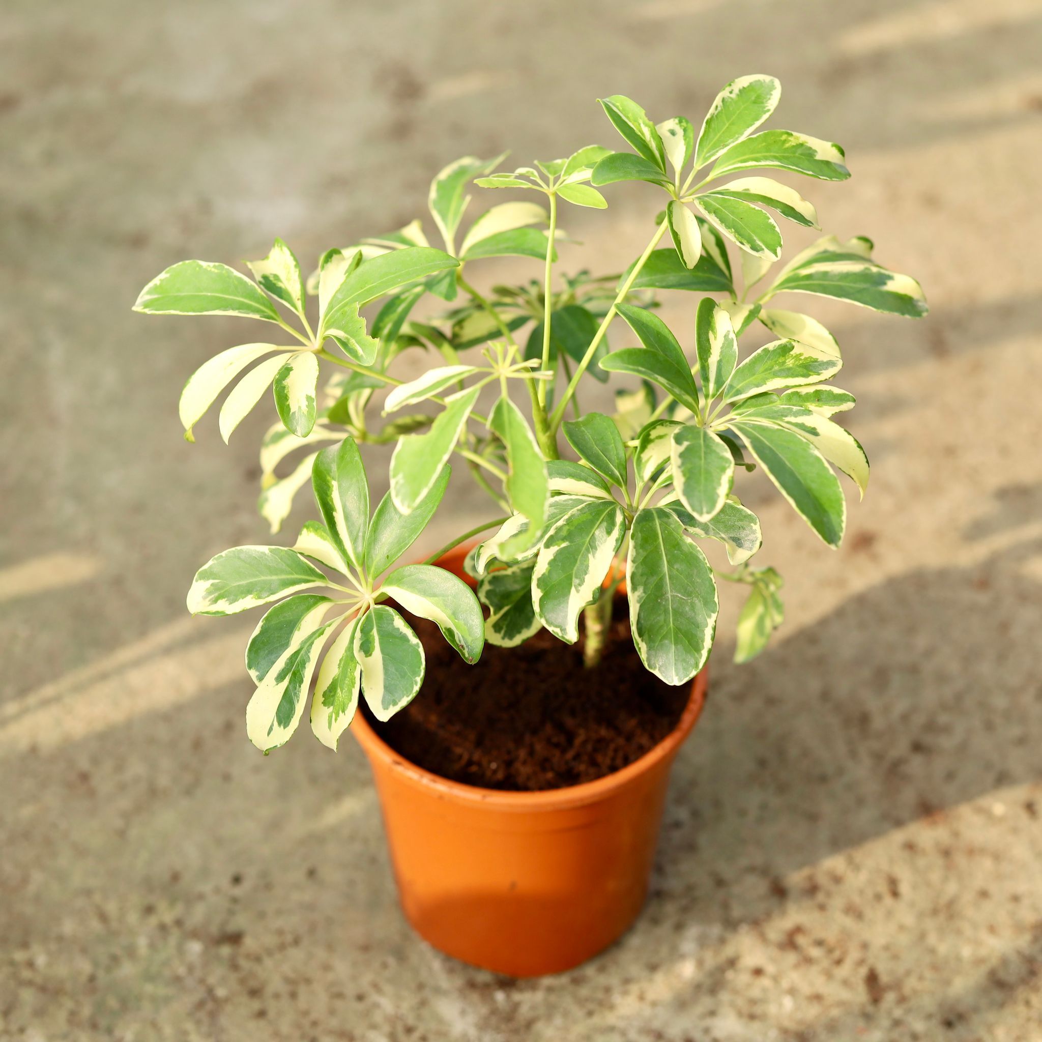 Schefflera Variegated in 6 Inch White Nursery Pot