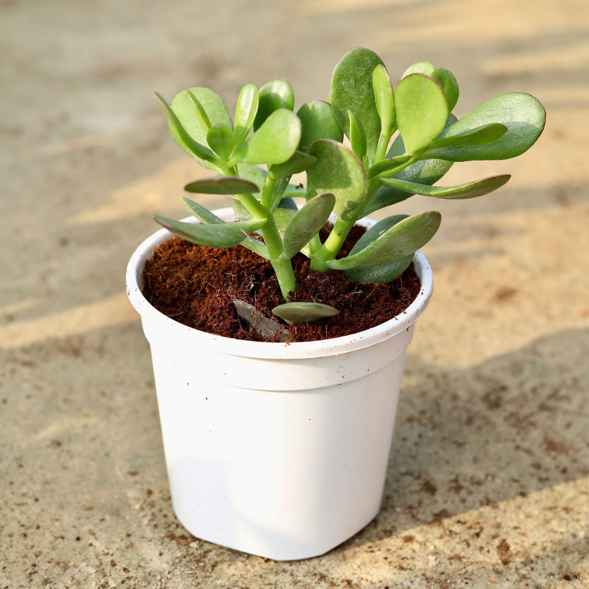 Crassula Jade Succulent in 6 Inch White Nursery Pot