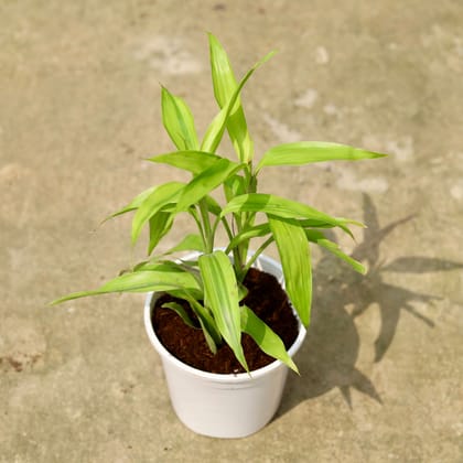 Buy Lucky Bamboo In 6 Inch White Nursery Pot Online | Urvann.com