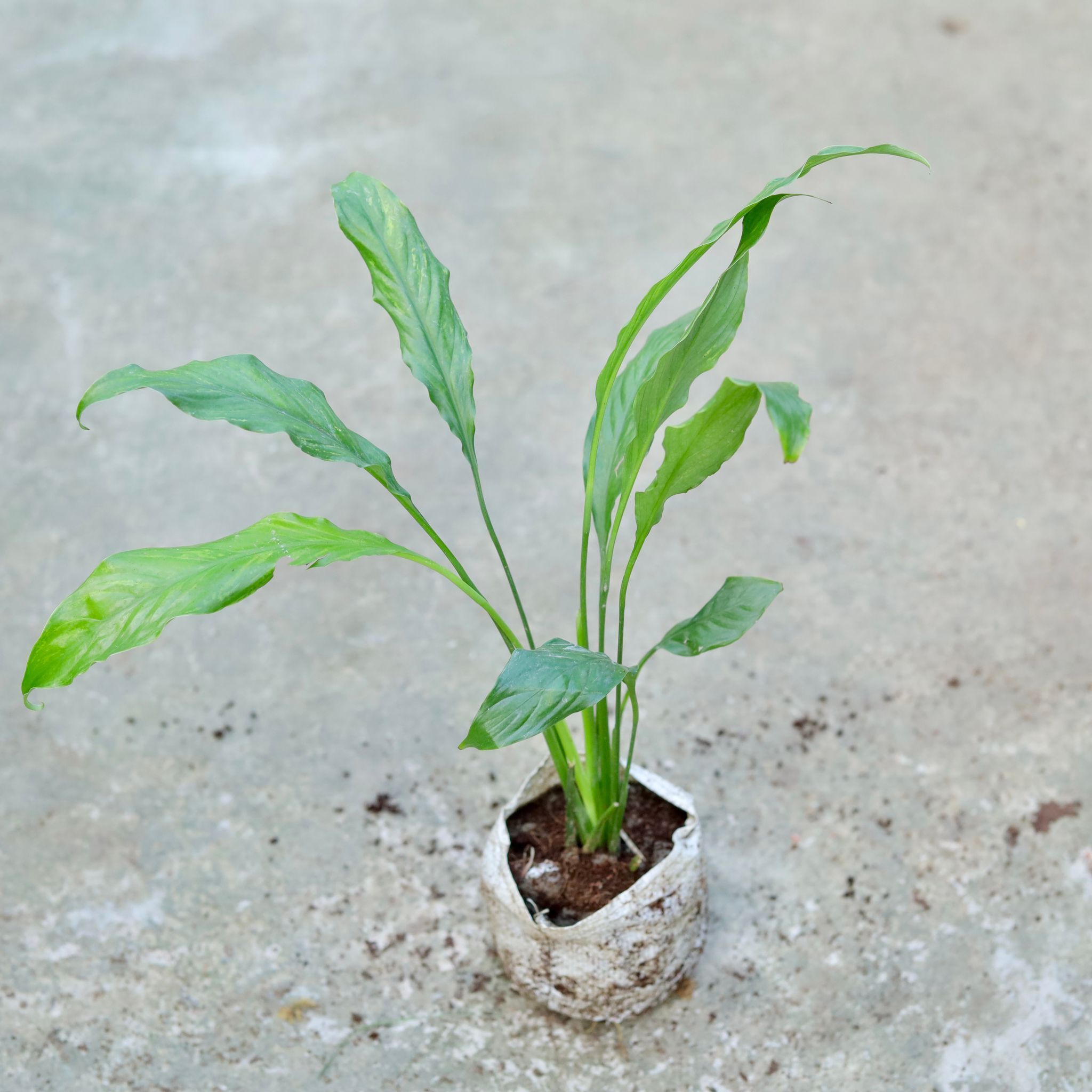 Peace Lily (any colour) in 5 Inch Nursery bag