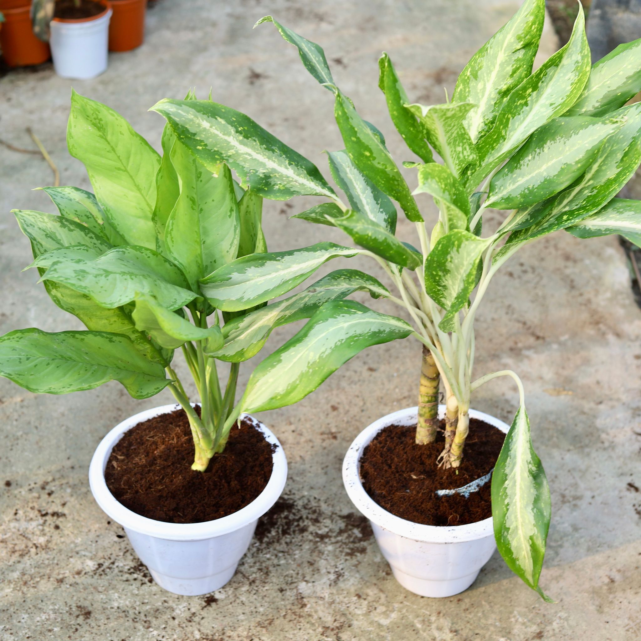 Air Purifying - Set Of 2 - Aglaonema (Maria Christiana & Dove) in 10 Inch Classy White Plastic Pot
