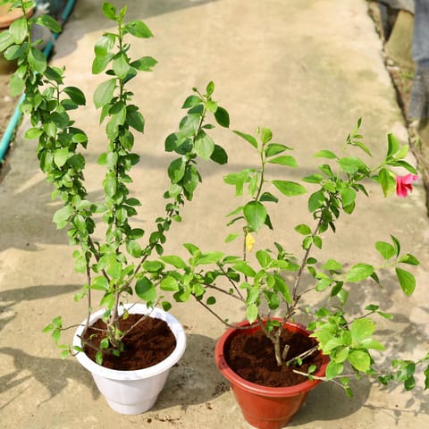 Set of 2 - Hibiscus / Gudhal High Choice (any colour) in 10 Inch Classy Red & White Plastic Pot