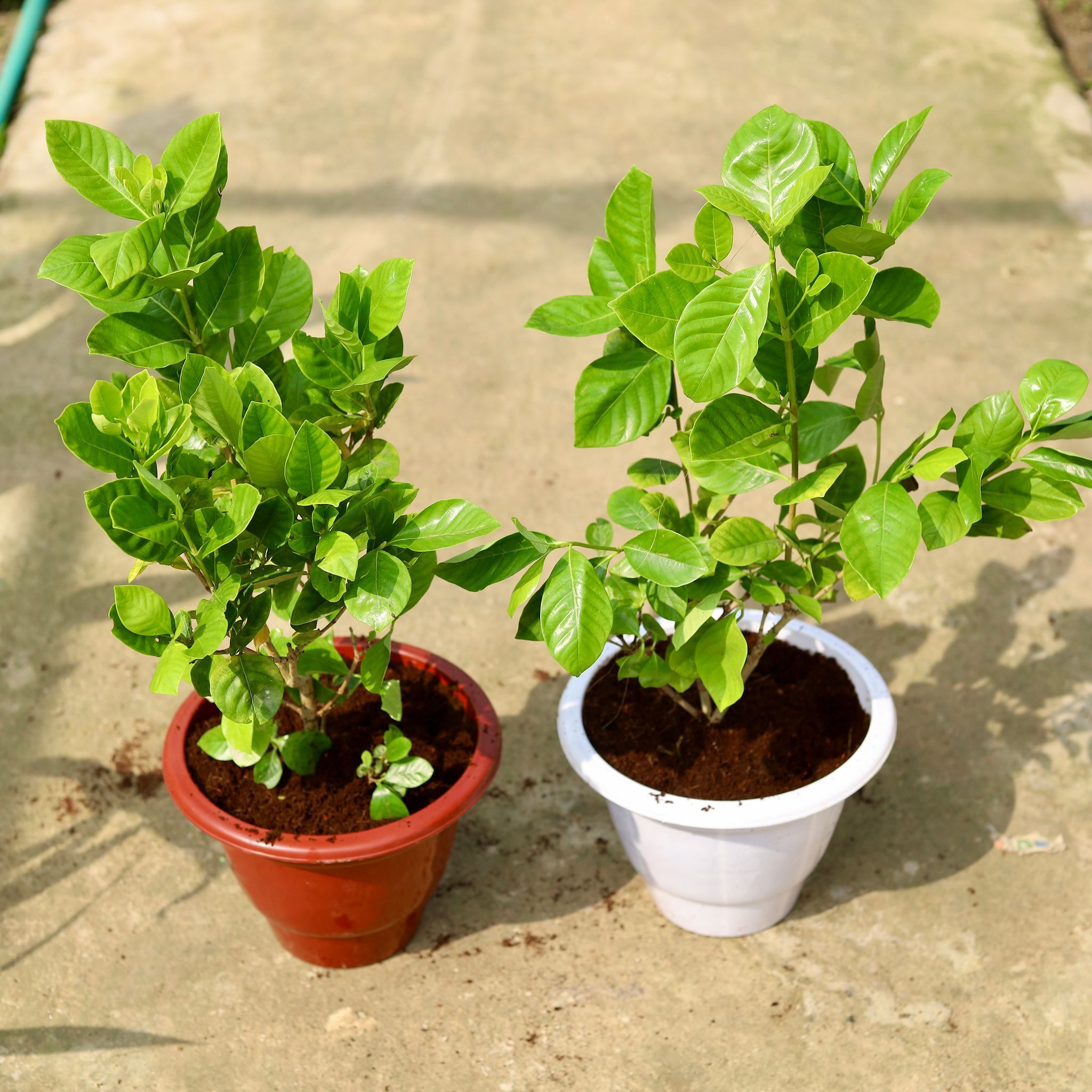 Set of 2 - Gandhraj / Gardenia in 10 Inch Classy Red & White Plastic Pot