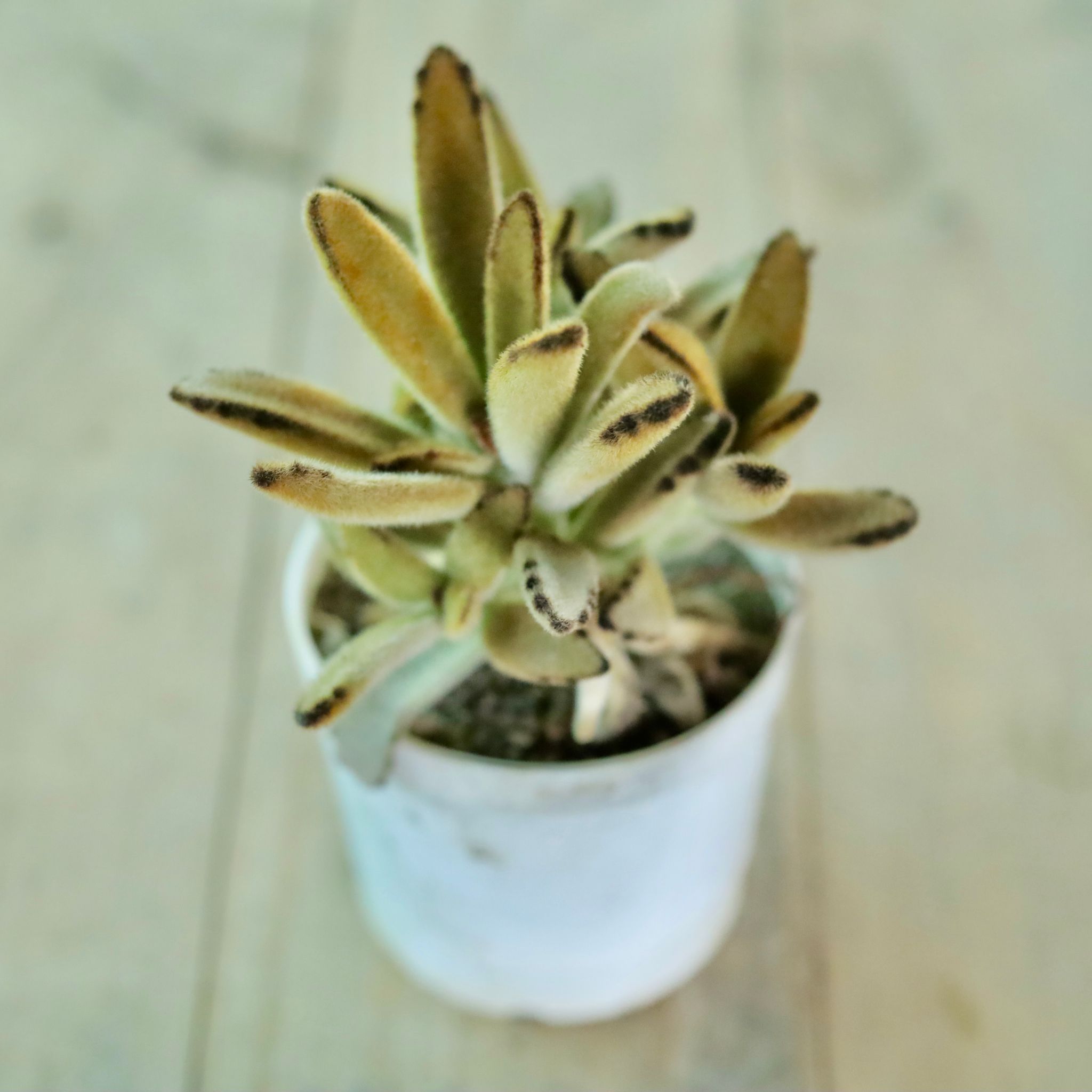 Chocolate Solider Succulent in 3 Inch White Nursery Pot