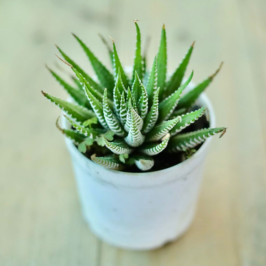 Buy Fasciated Haworthia Succulent In 3 Inch White Nursery Pot Online | Urvann.com Fasciated Haworthia Succulent in 3 Inch White Nursery Pot