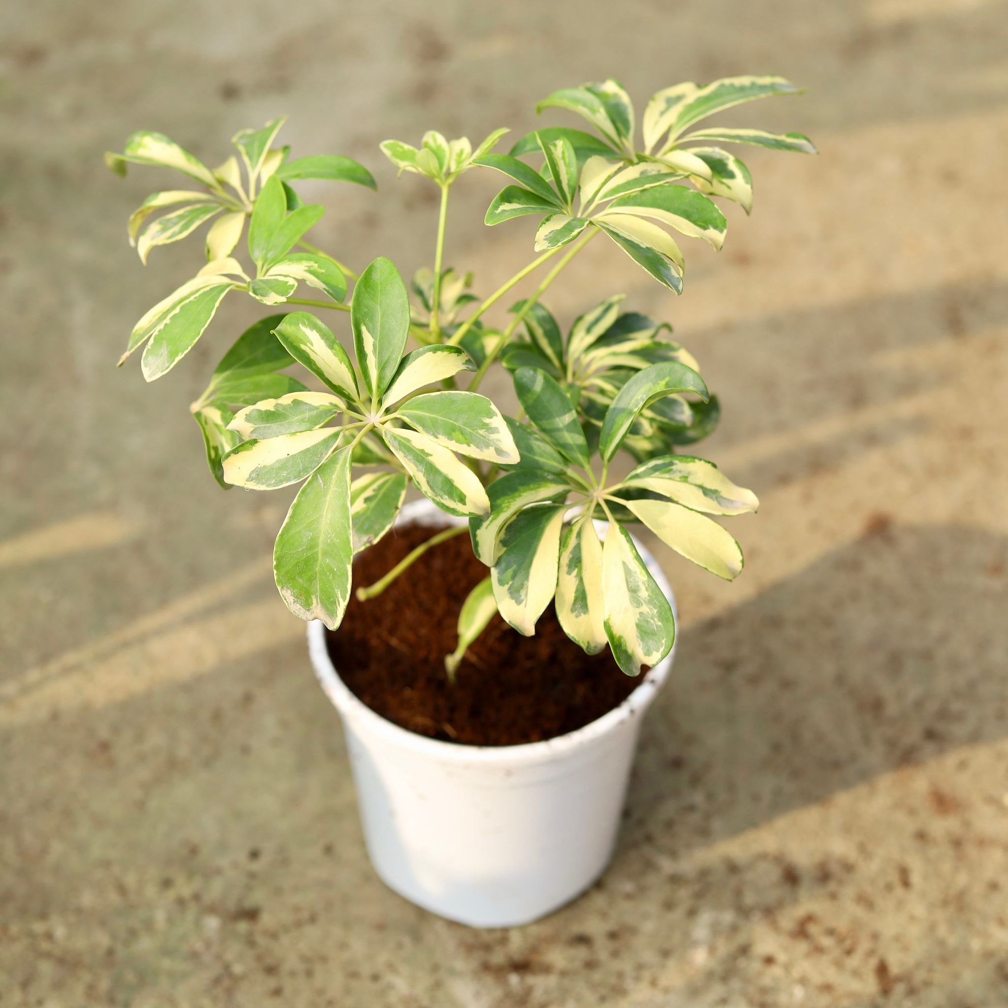 Air Purifying - Schefflera Variegated in 6 Inch Red Nursery Pot