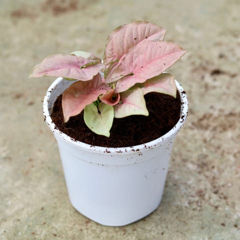 Air Purifying - Syngonium Pink in 3 Inch Live Fresh Plant White Nursery Pot in Sector 8