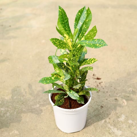 Baby Croton Gold Star in 6 Inch White Nursery Pot