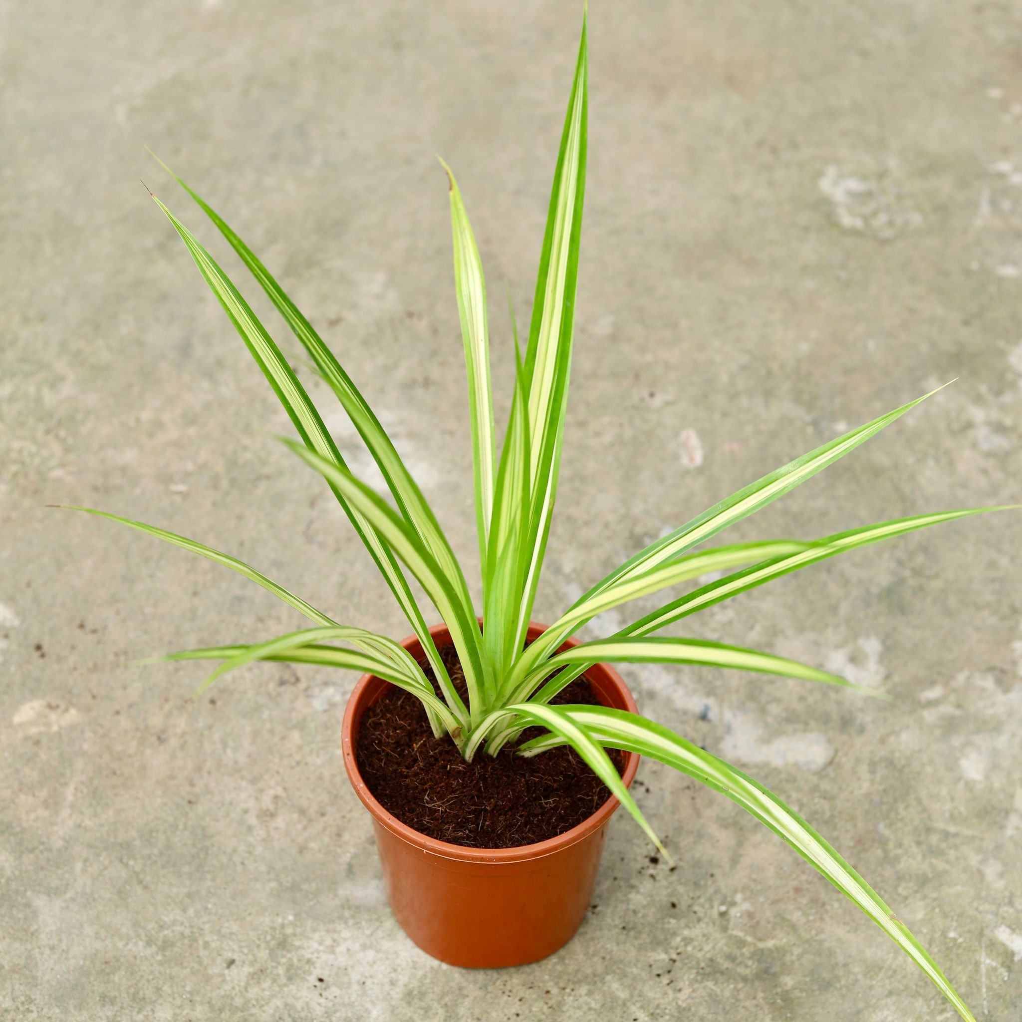 Pandanus / Screwpine in 6 Inch Red Nursery Pot