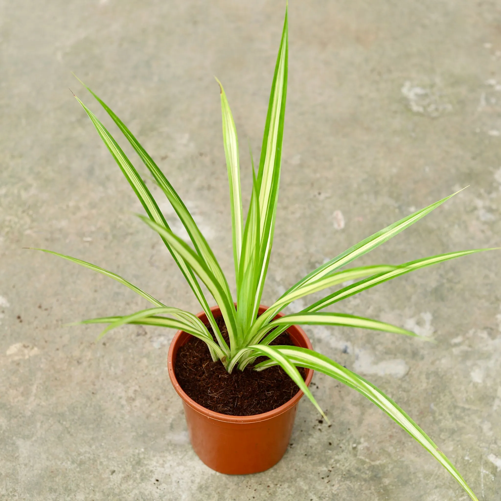 Pandanus / Screwpine in 6 Inch Red Nursery Pot