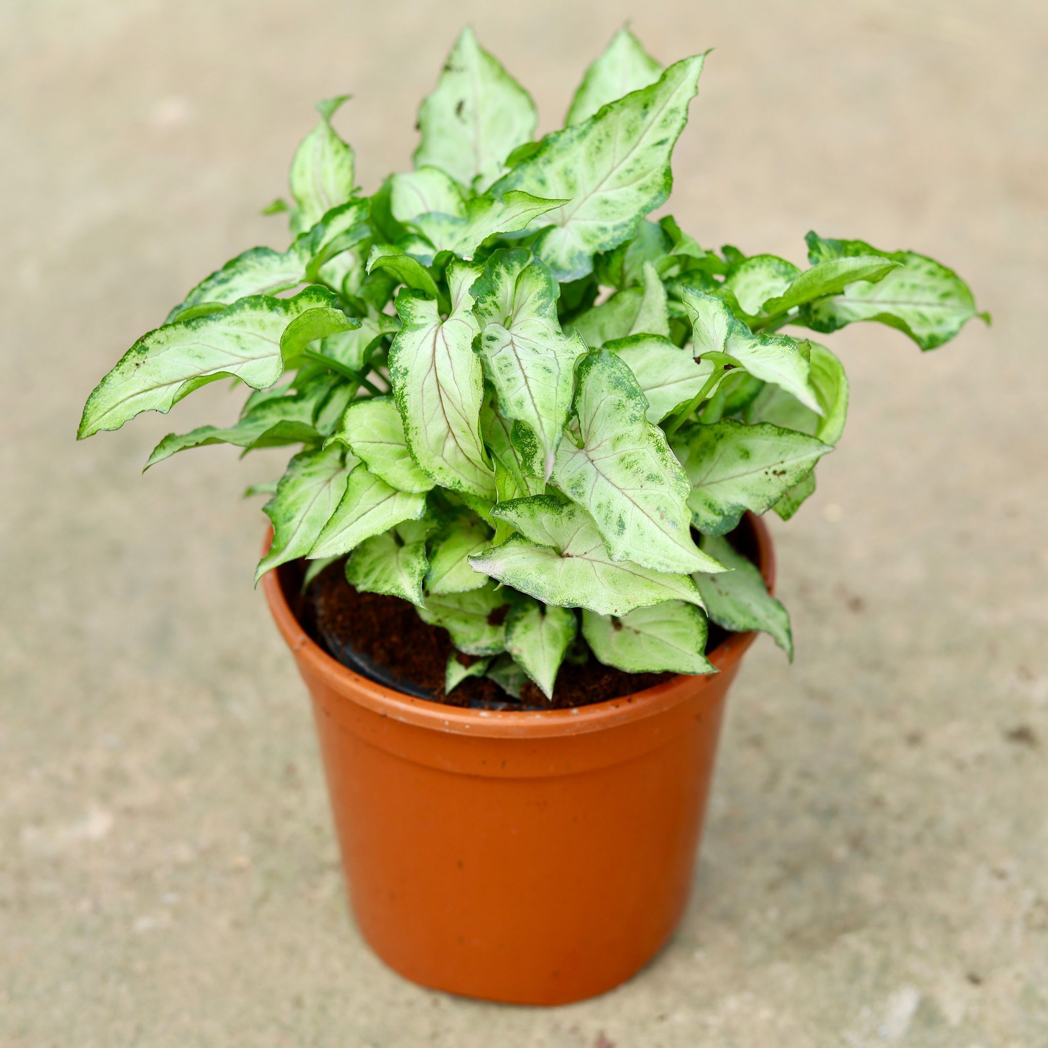 Syngonium Yammi in 4 inch Nursery Pot