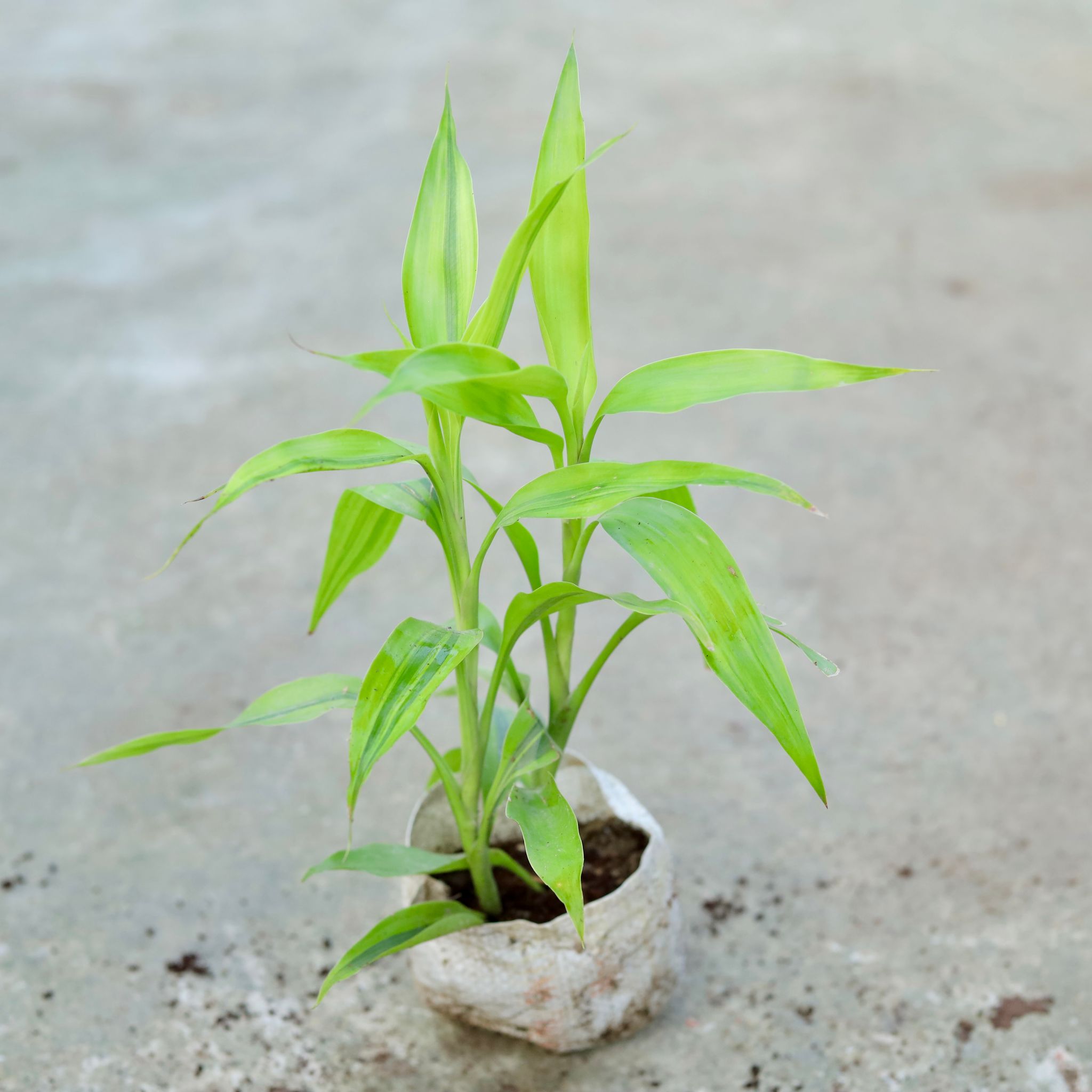 Lucky Bamboo in 5 Inch Nursery bag