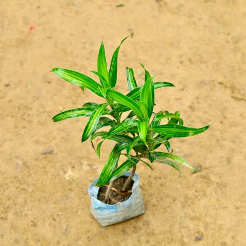 Air Purifying - Dracaena Messenger Plant in 5 Inch Nursery bag