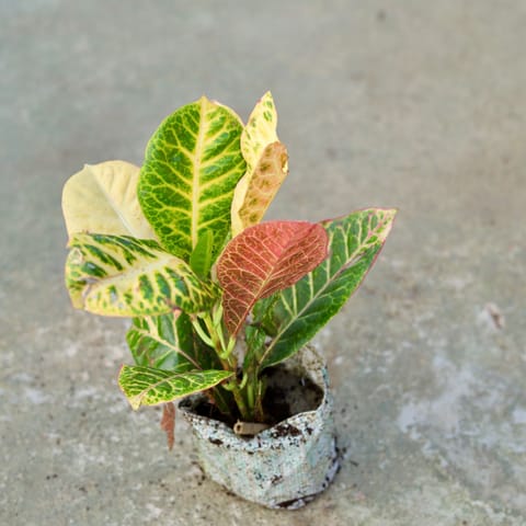 Croton Petra in 5 Inch Live Fresh Plant Nursery bag in Sector 44