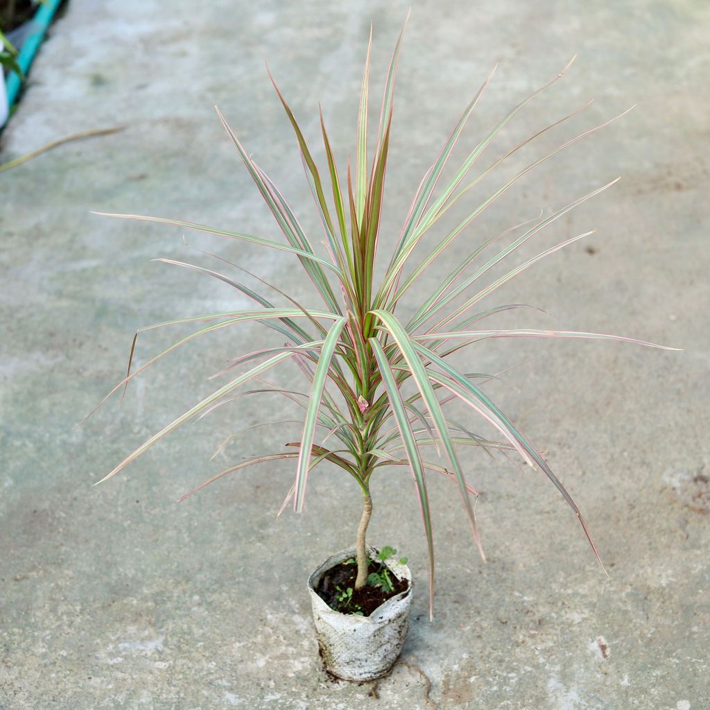 Buy Dracaena Chloroma In 6 Inch Nursery bag Online | Urvann.com Dracaena Chloroma in 6 Inch Nursery bag