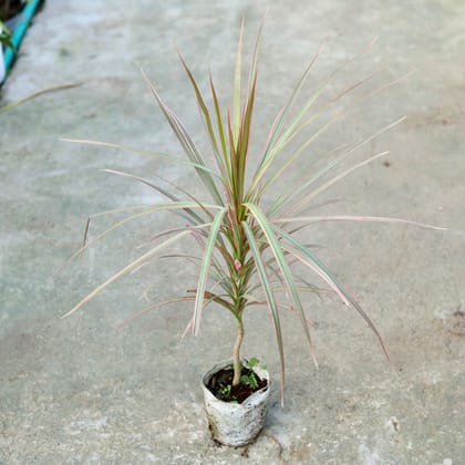 Buy Dracaena Chloroma  In 6 Inch Nursery bag Online | Urvann.com