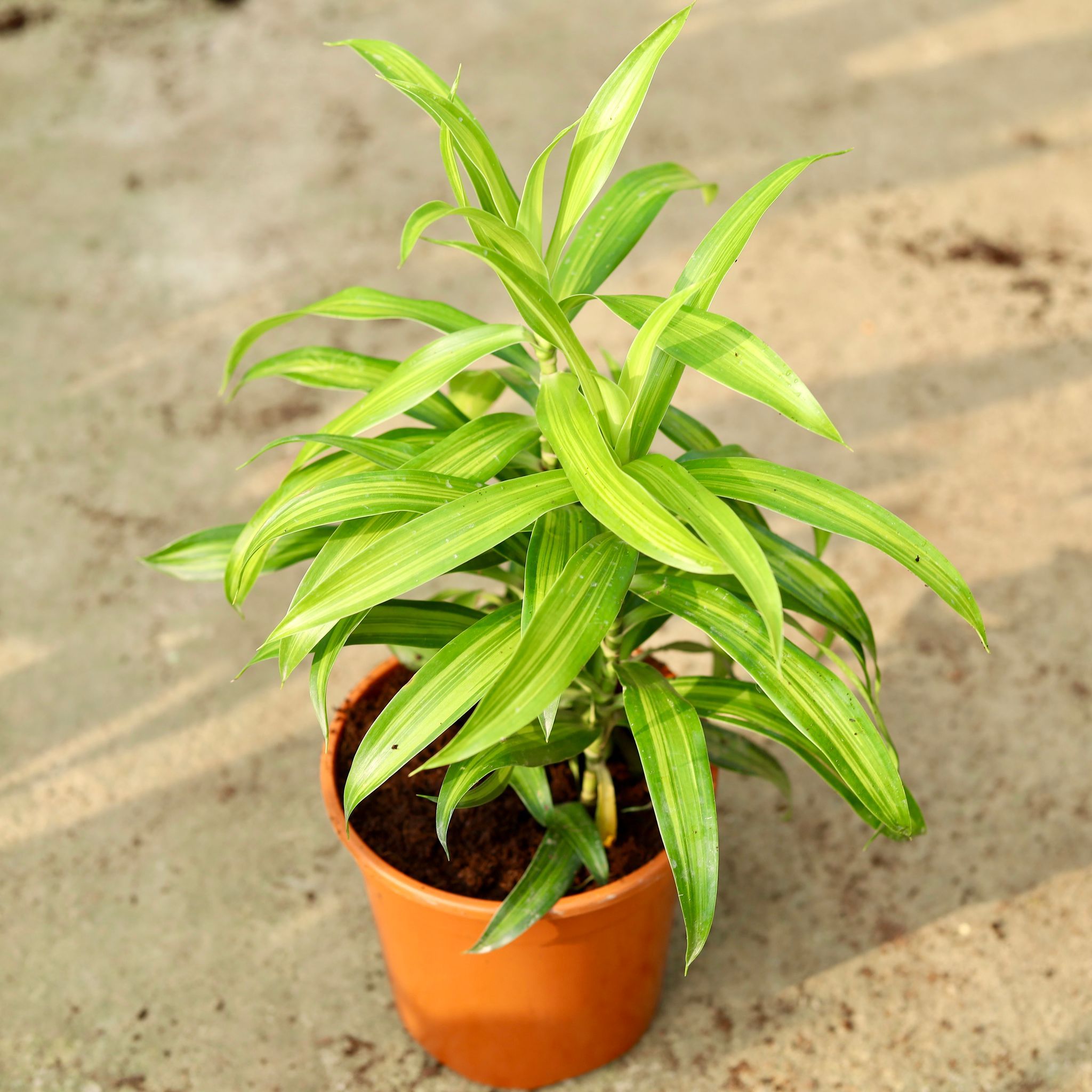 Dracaena Green Messenger in 6 Inch Red Nursery Pot