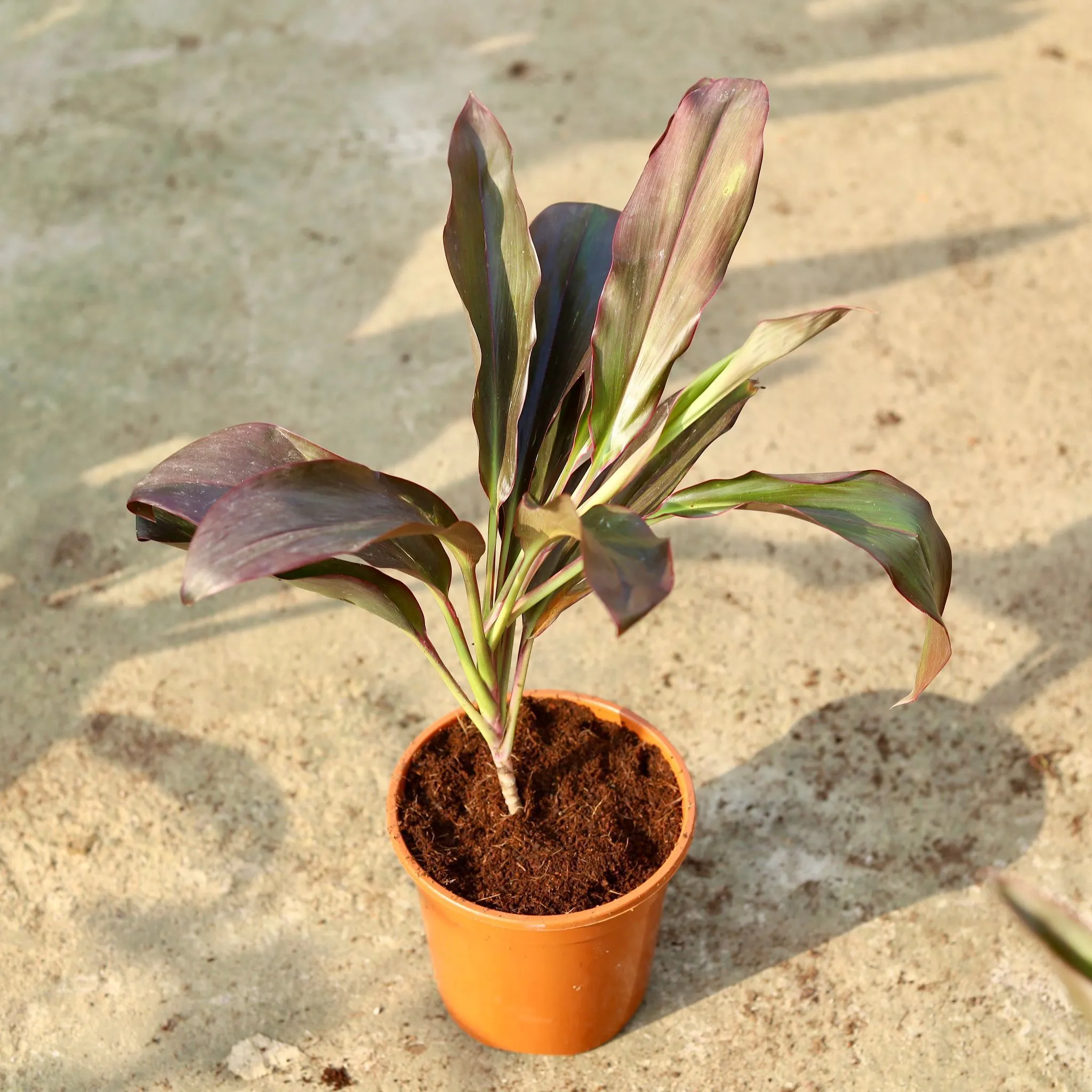 Dracaena Rosea in 6 Inch Red Nursery Pot