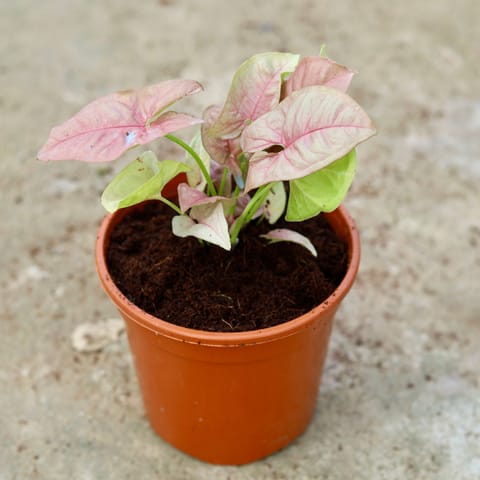 Air Purifying - Syngonium Pink in 3 Inch Live Fresh Plant Red Nursery Pot in Moti Nagar