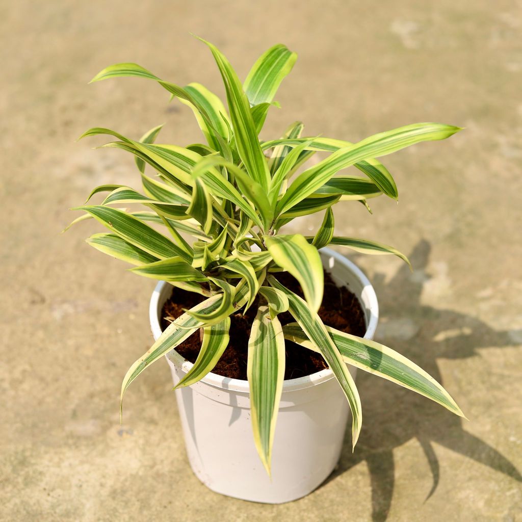 Buy Song of India In 6 Inch White Nursery Pot Online | Urvann.com Song of India in 6 Inch White Nursery Pot