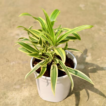 Buy Song of India  In 6 Inch White Nursery Pot Online | Urvann.com