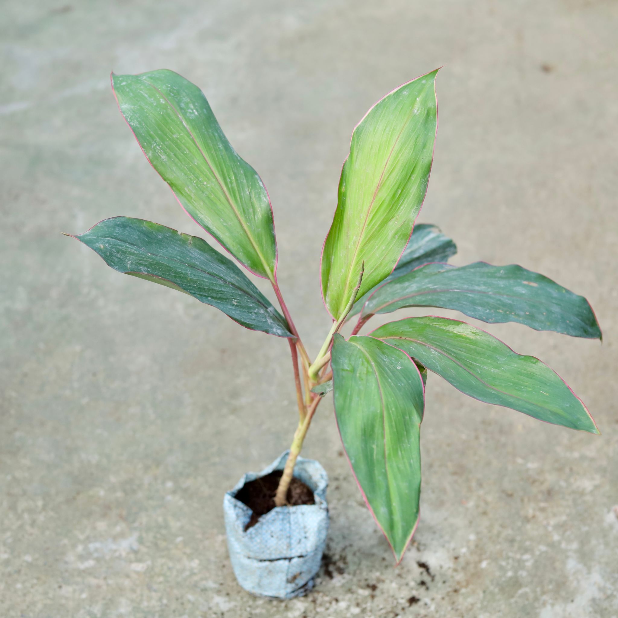 Dracaena Kedarnath in 5 Inch Nursery bag