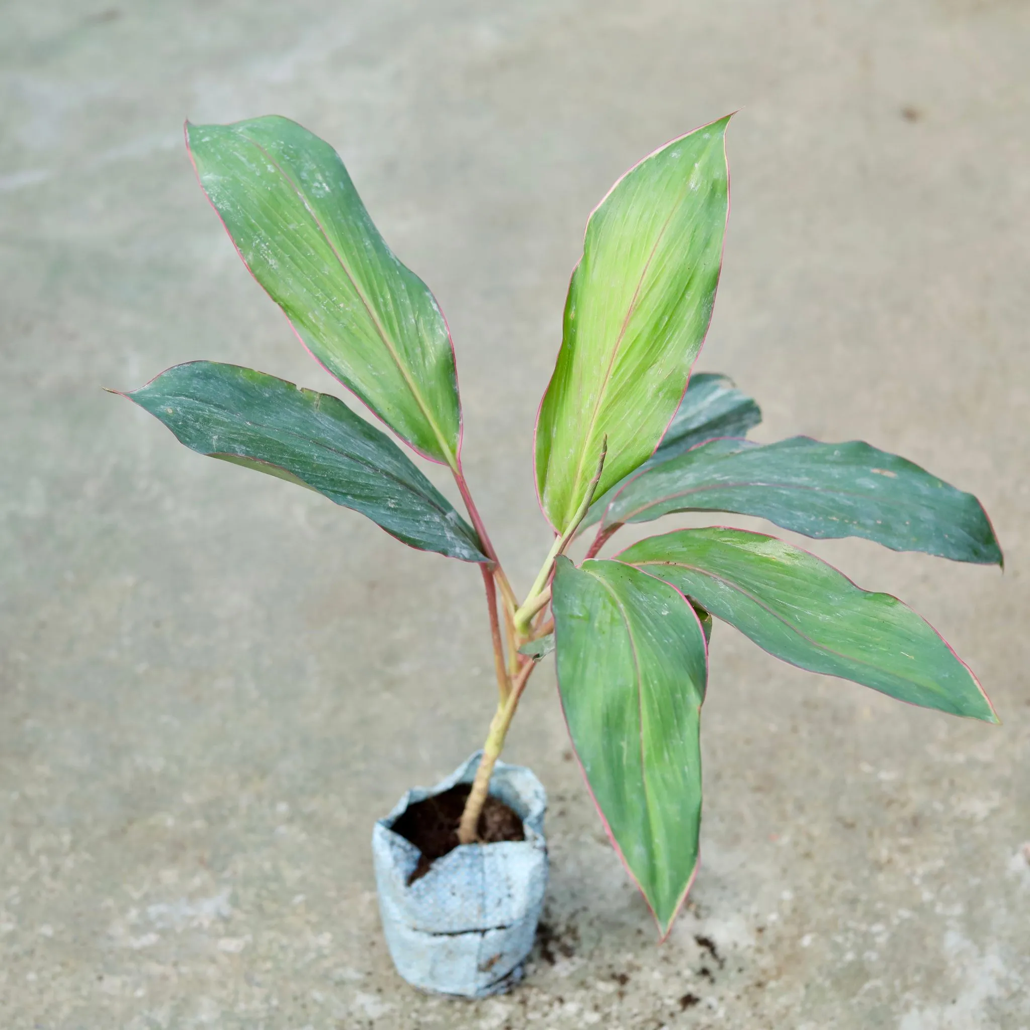 Air Purifying - Dracaena Kedarnath in 5 Inch Nursery bag