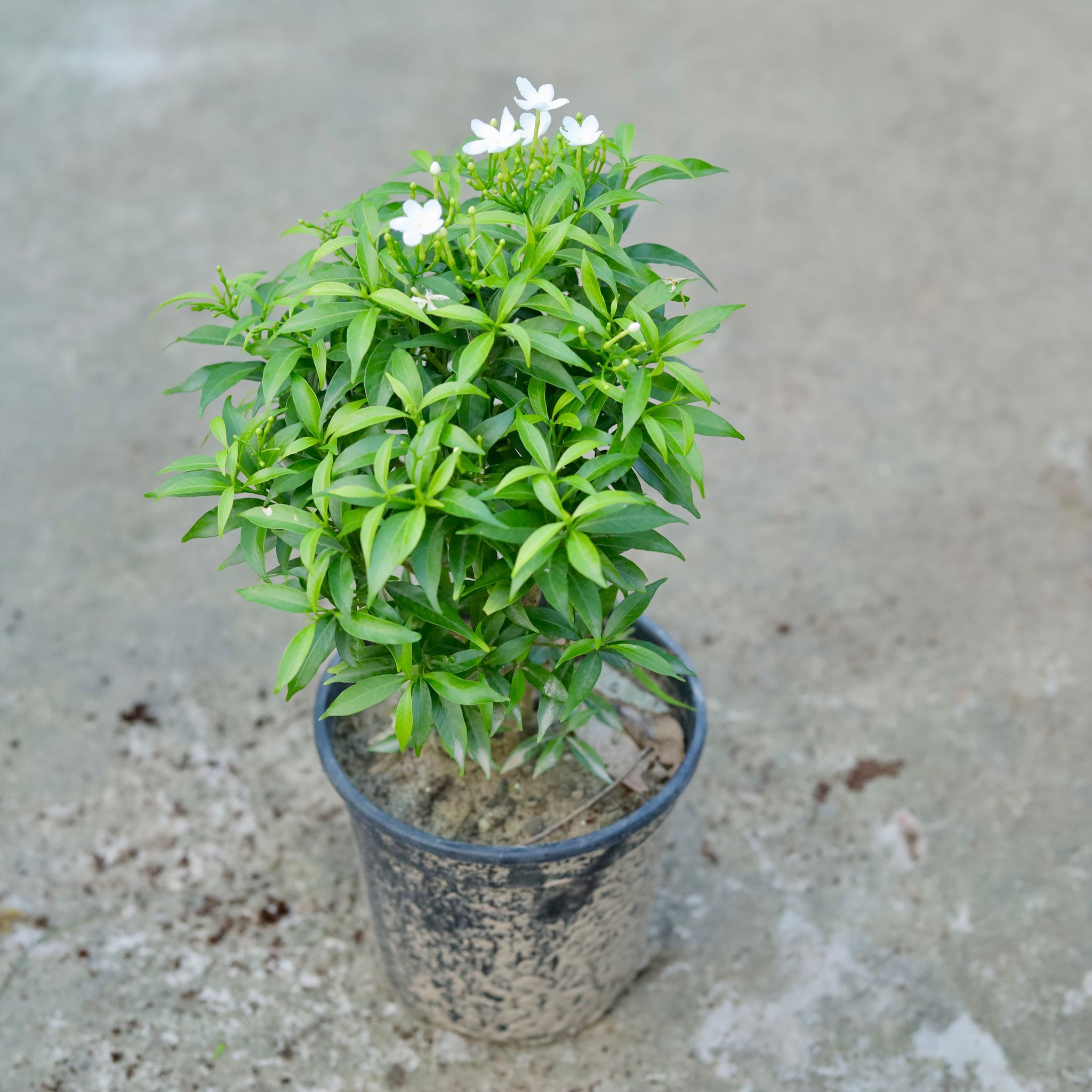 Chandni Dwarf White in 6 Inch Black Nursery Pot
