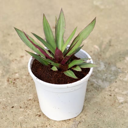 Buy Rhoeo / Durangi In 6 Inch White Nursery Pot Online | Urvann.com
