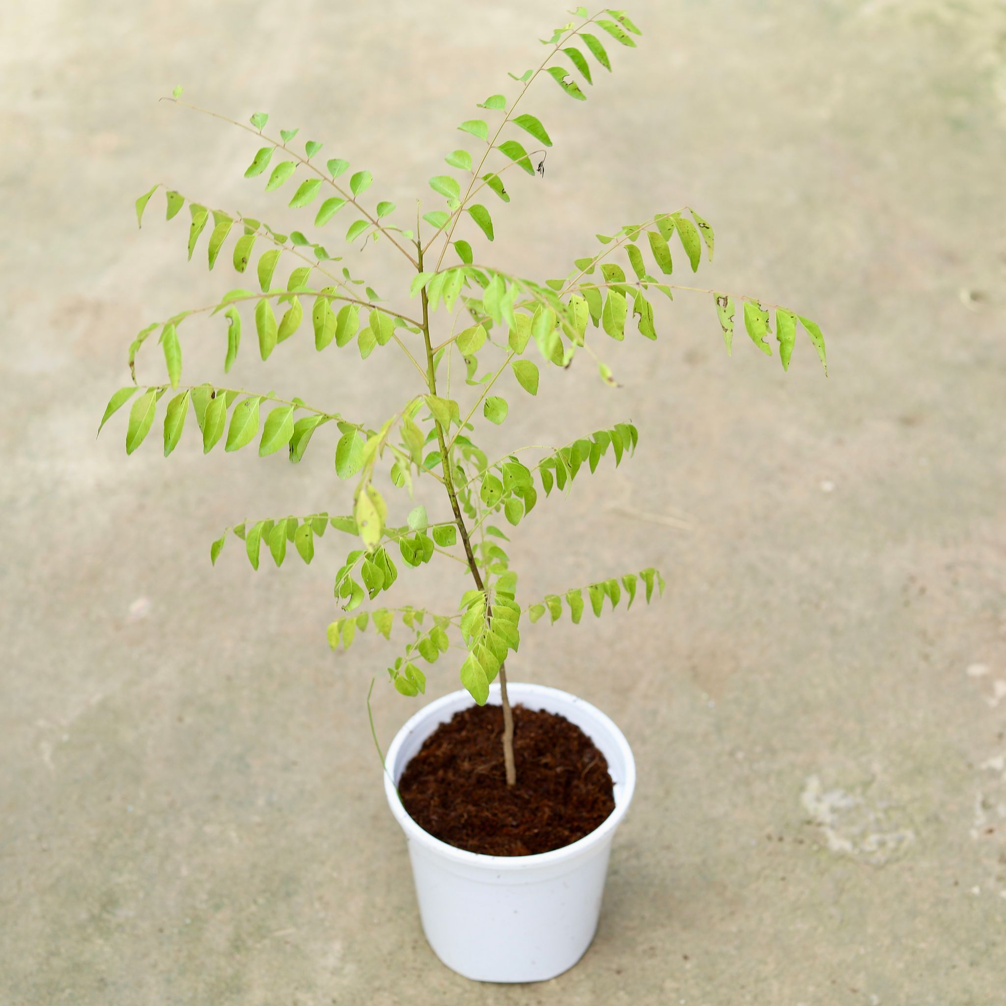 Curry Patta in 6 Inch White Nursery Pot