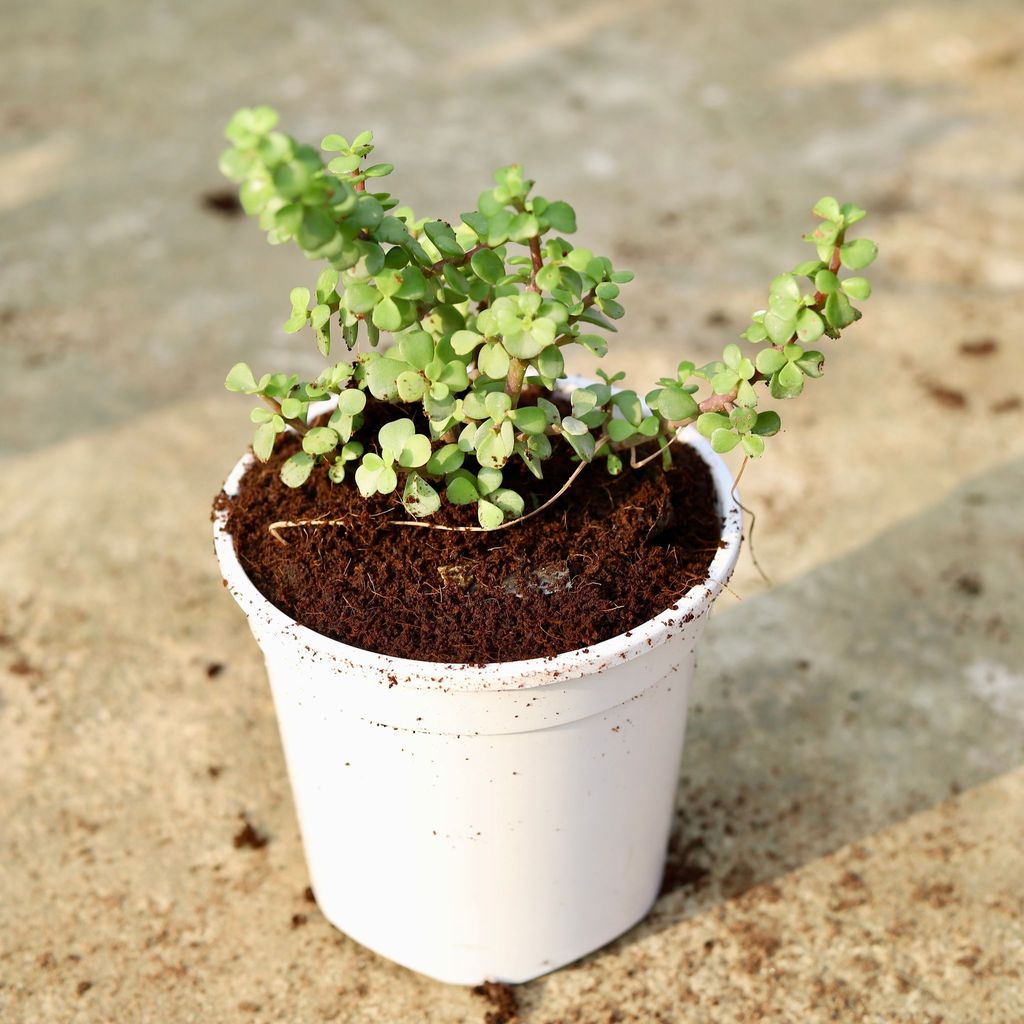 Buy Jade In 6 Inch White Nursery Pot Online | Urvann.com Jade in 6 Inch White Nursery Pot