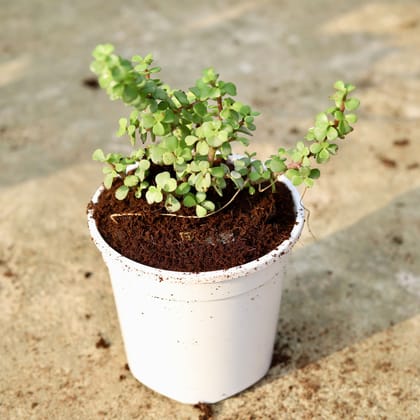 Buy Jade  In 6 Inch White Nursery Pot Online | Urvann.com