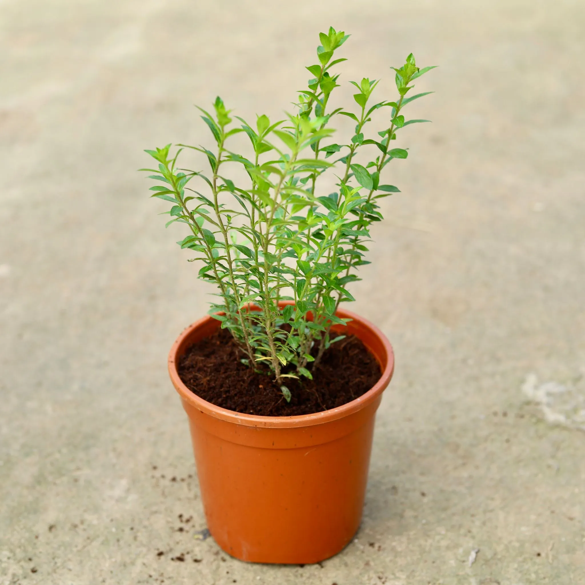 Cuphea / False Heather (any colour) in 6 Inch Red Nursery Pot