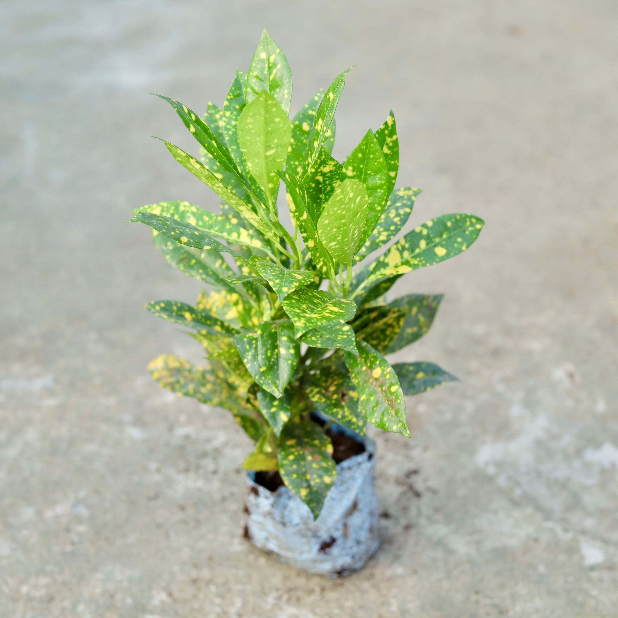 Baby Croton in 5 Inch Nursery bag