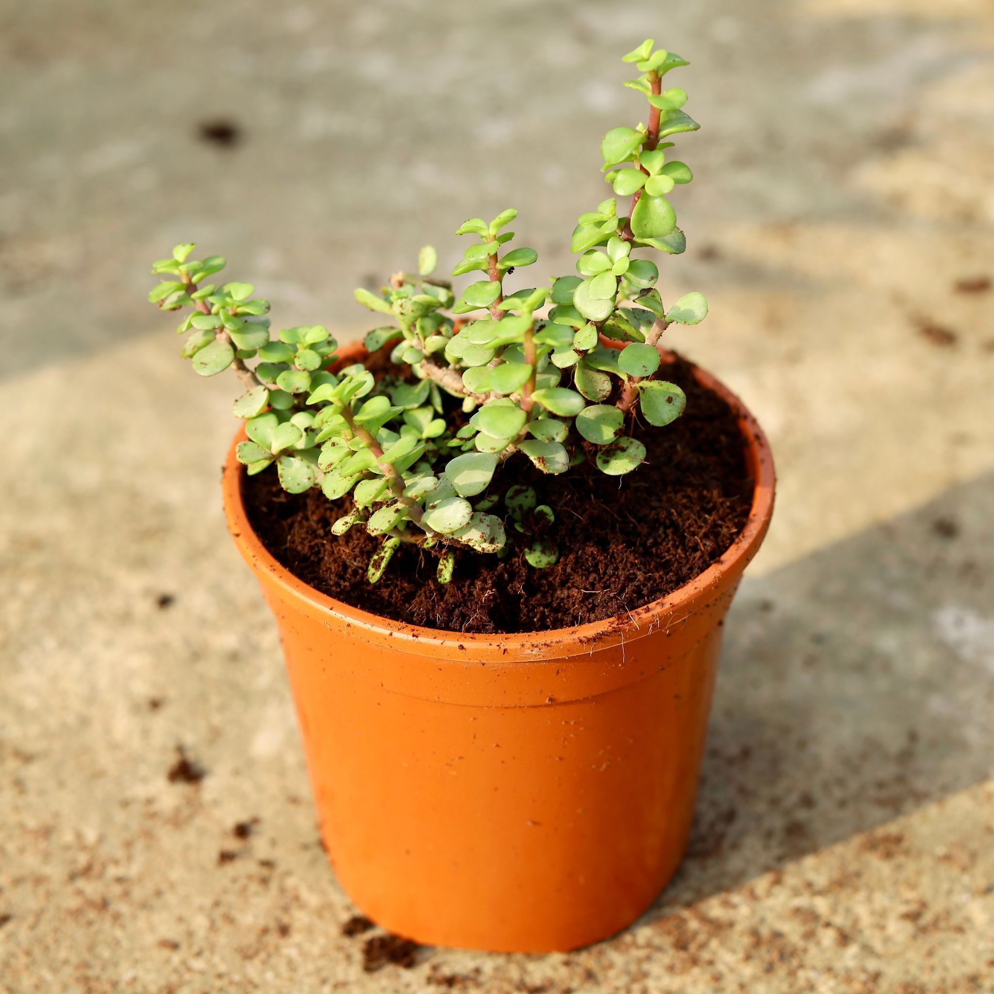 Jade in 6 Inch Red Nursery Pot