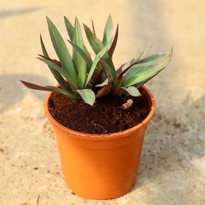 Buy Rhoeo / Durangi In 6 Inch Red Nursery Pot Online | Urvann.com
