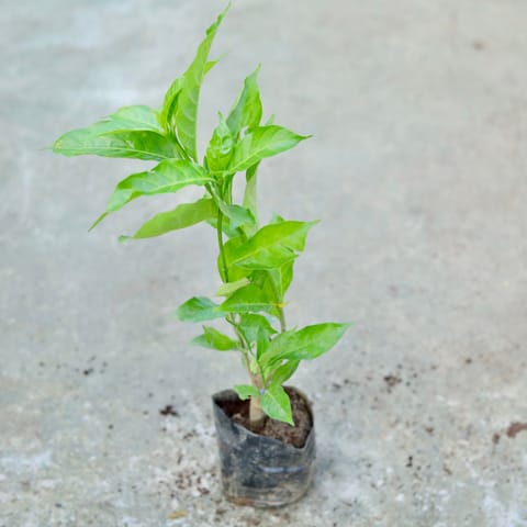 Double Chandni (any colour) in 5 Inch Nursery bag