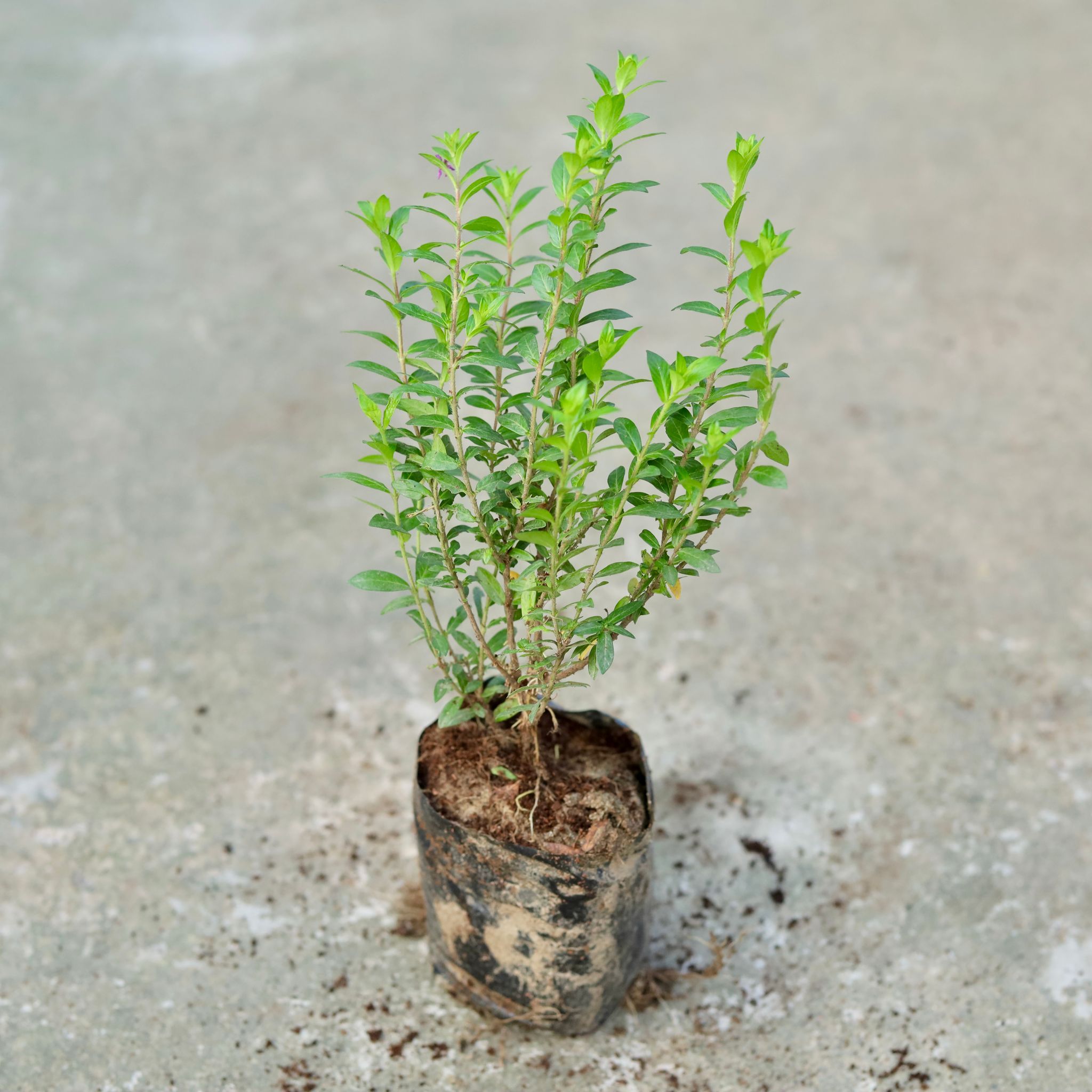 Cuphea / False Heather (any colour) in 5 Inch Nursery bag