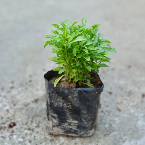 Duranta in 4 Inch Nursery bag