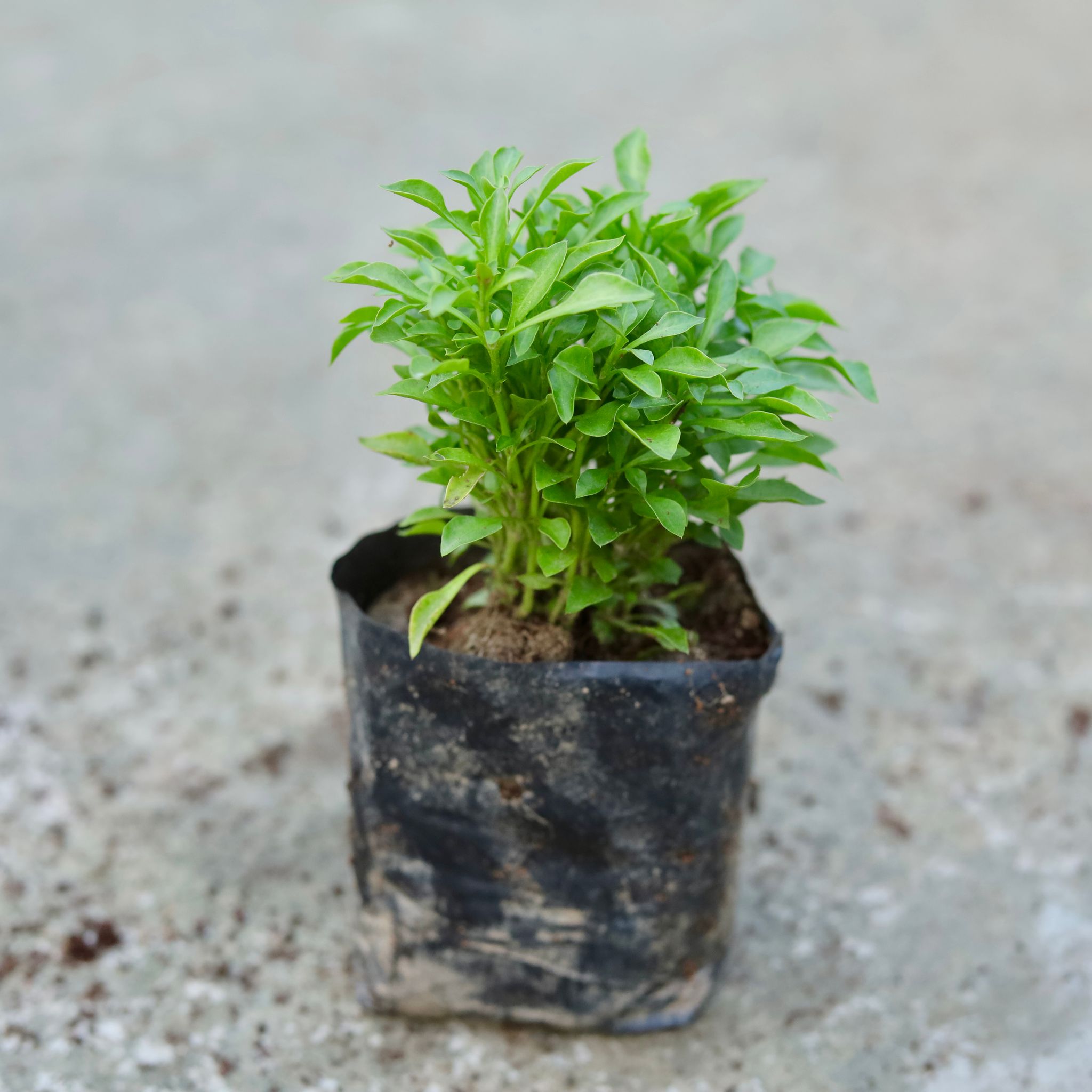 Duranta in 4 Inch Nursery bag
