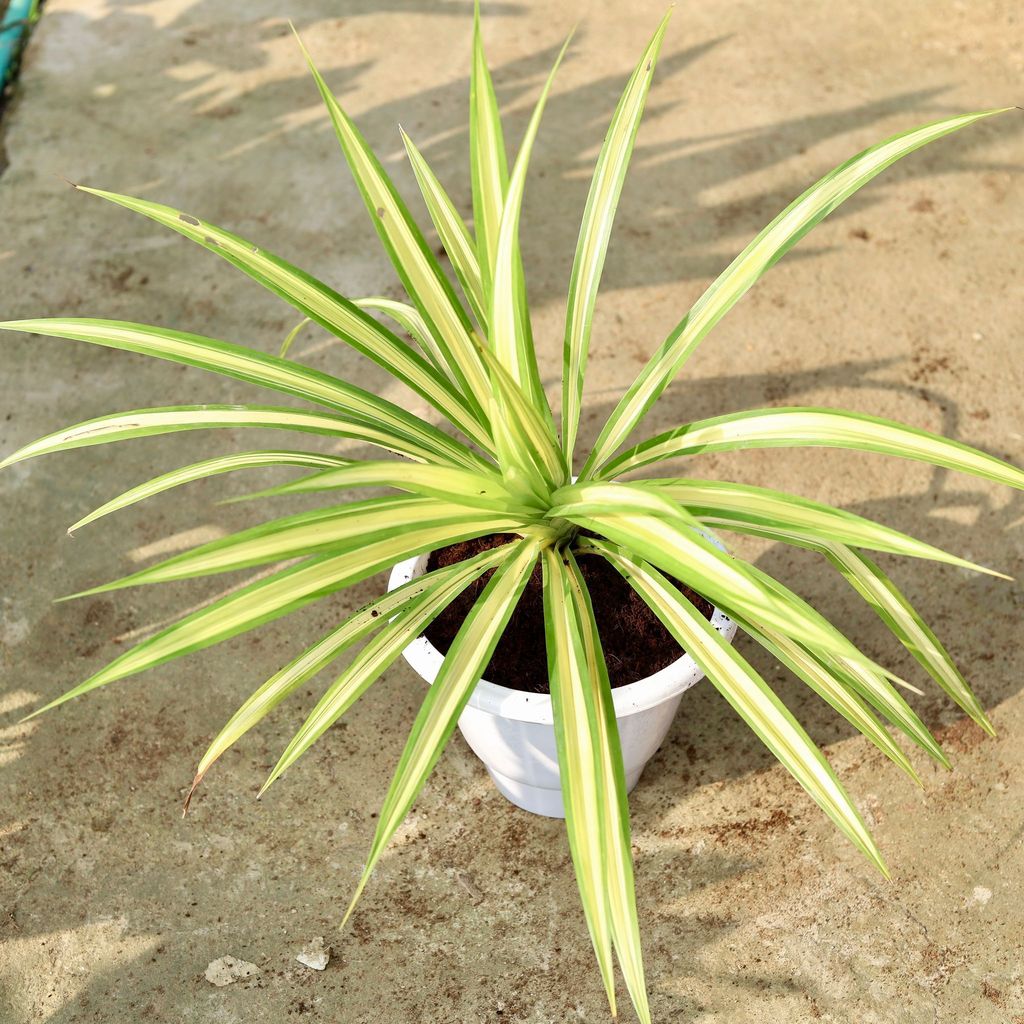 Buy Pandanus / Screwpine In 10 Inch Classy White Plastic Pot Online | Urvann.com Pandanus / Screwpine in 10 Inch Classy White Plastic Pot