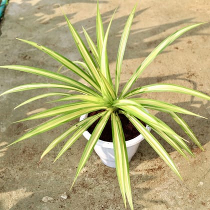 Buy Pandanus / Screwpine In 10 Inch Classy White Plastic Pot Online | Urvann.com